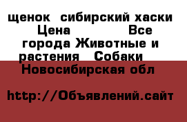 щенок  сибирский хаски › Цена ­ 12 000 - Все города Животные и растения » Собаки   . Новосибирская обл.